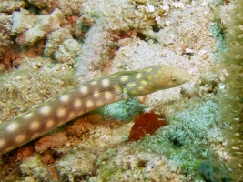 Sharptail Eel IMG 7071